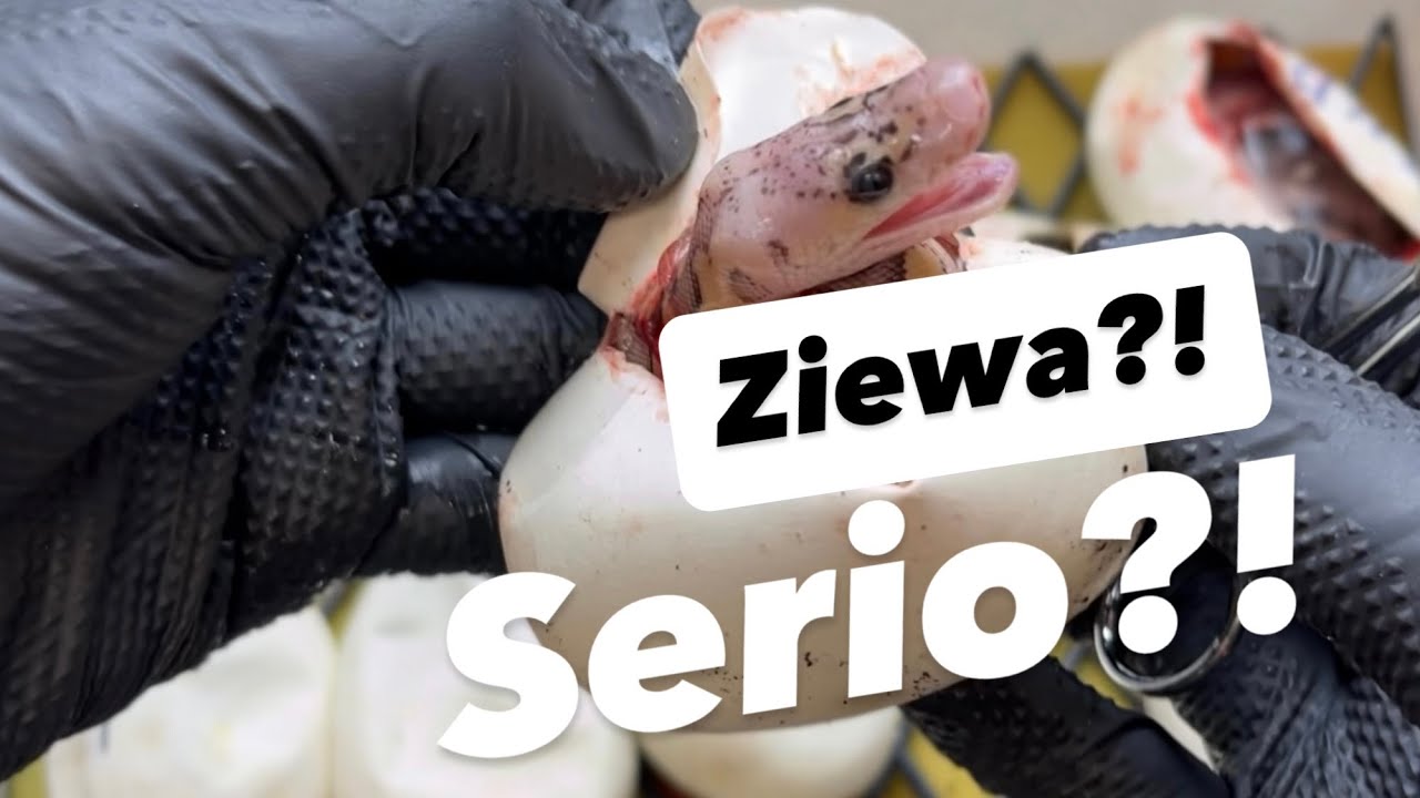 Szok! Maluszek pytona królewskiego wykluwa się z jajka – Zobaczcie, co się wydarzy!