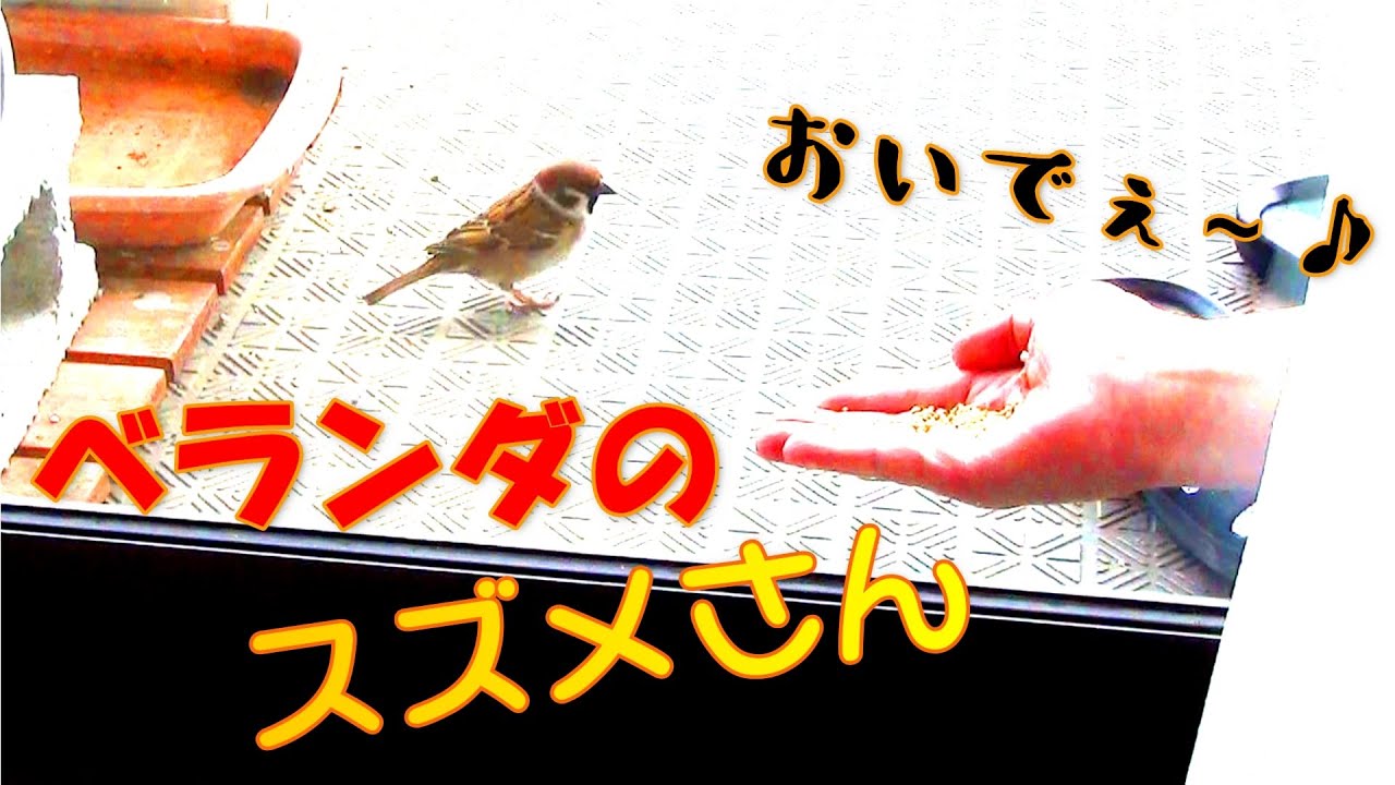 雀の手乗りチャレンジ第５弾 Youtube
