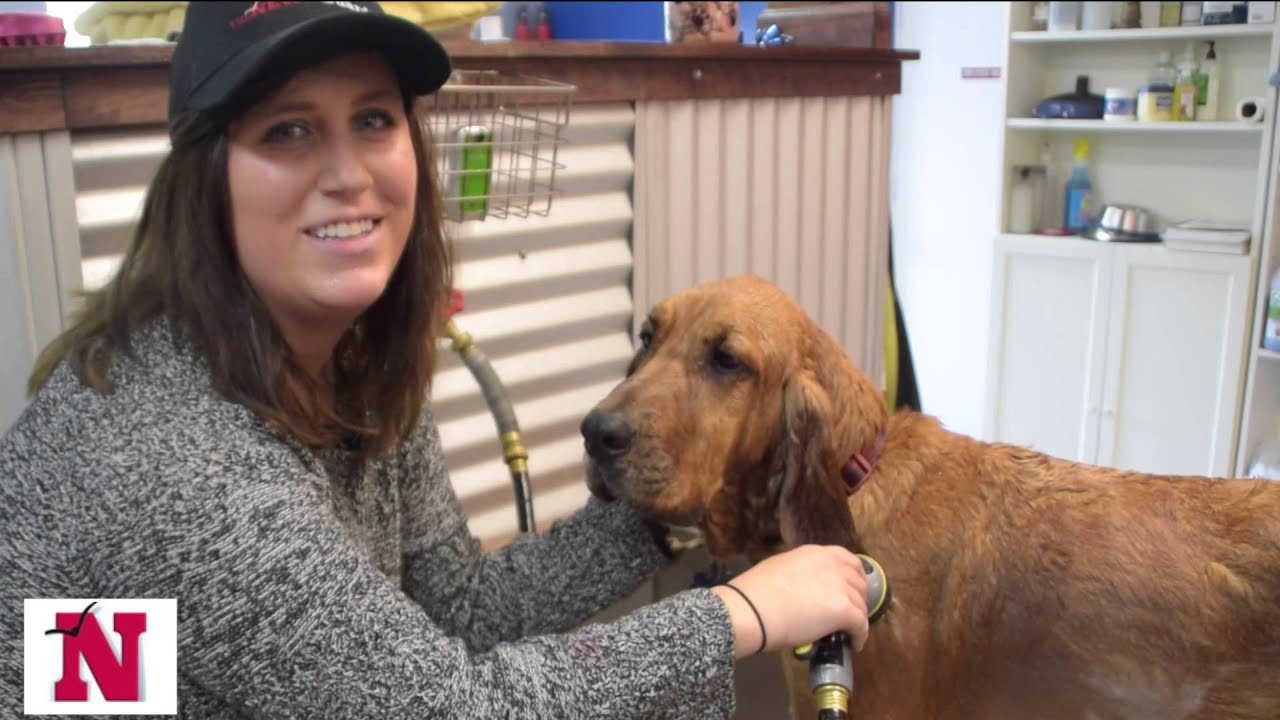 Dog Gone Dirty YouTube