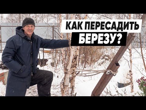КАК ПЕРЕСАДИТЬ ДЕРЕВО НА УЧАСТКЕ? Пересадка деревьев.
