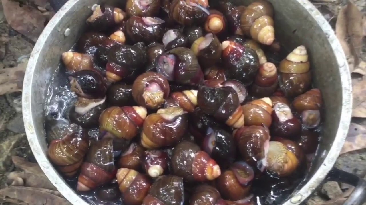 Takgong / Takyong / snail / escargot / Native Exotic Filipino Dish