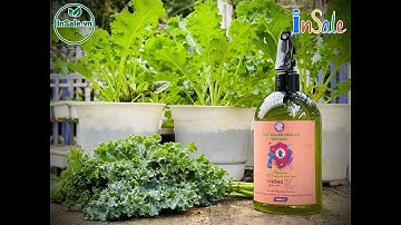 Diệt sâu bọ không cần dùng thuốc bằng cách nào?