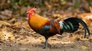 LKok) kok #animals #viralvideo