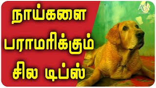 நாய்களை பராமரிக்க சில டிப்ஸ் | Maintain of Dogs