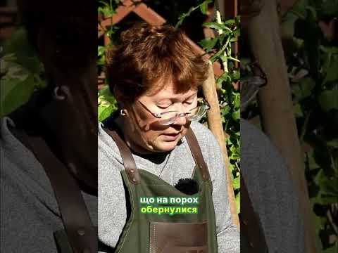 When To Dig Up Dahlias And How To Store Them Early October 6