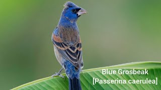 Blue Grosbeak[Passerina caerulea]