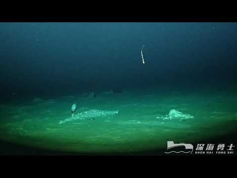 生当如鲲鹏，死当如鲸落，在深海海底，已经落万物生。