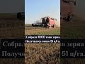 Уборочная пшеницы, 2025 год. #Ферма #Уборочная #Пшеница