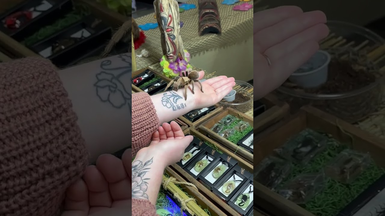 My daughter Taylor holding a tarantula 