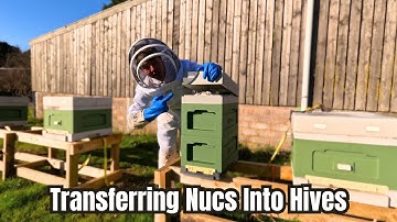 How To Transfer A Nuc Into A Beehive | Beginner Tutorial