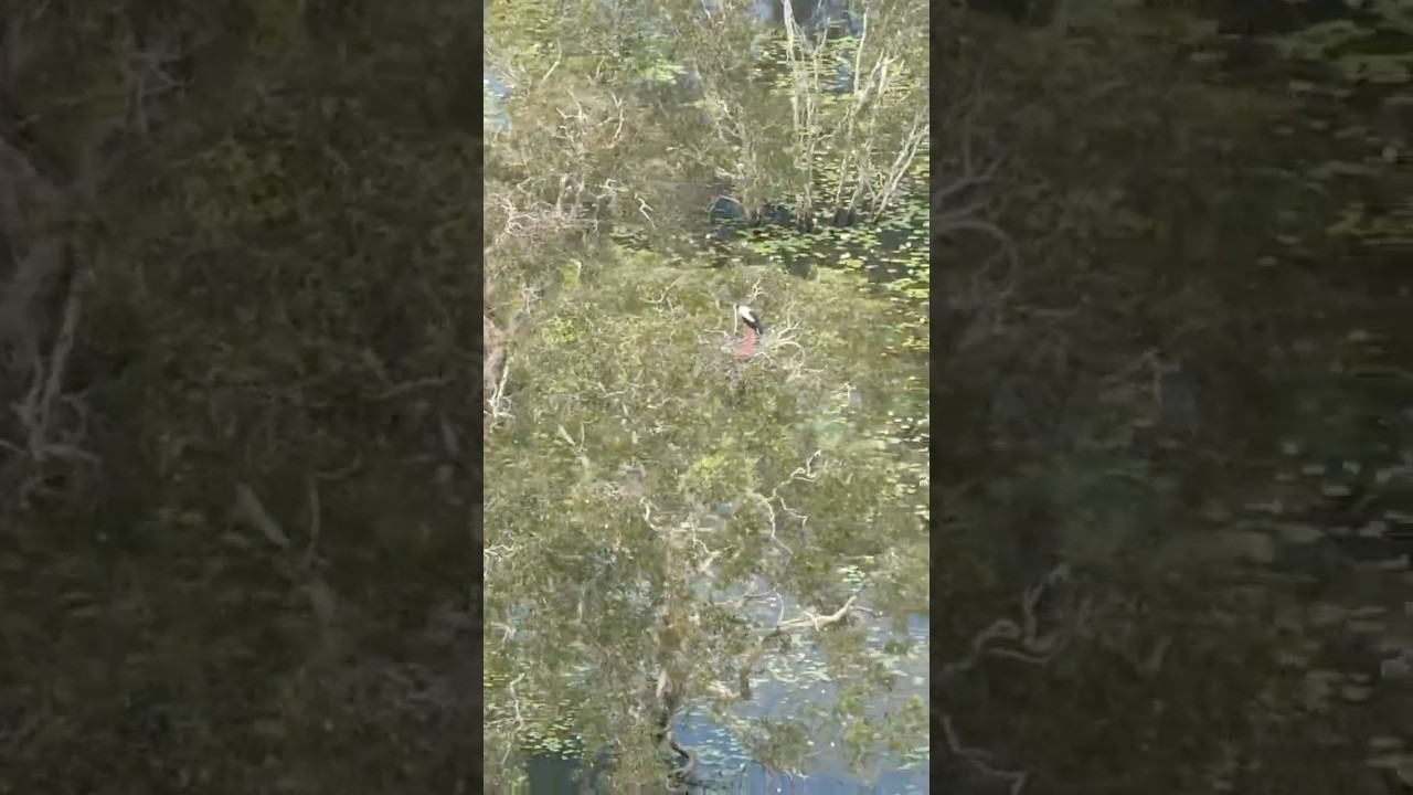 Beautiful Black-necked Storks on nest