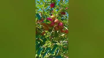 ما تيسر من سورة المؤمنون بصوت القارىء احمد مرخان