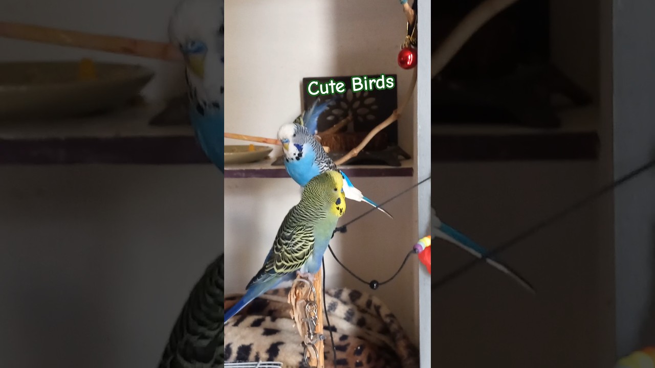 Perching together happy and excited 😊🤗