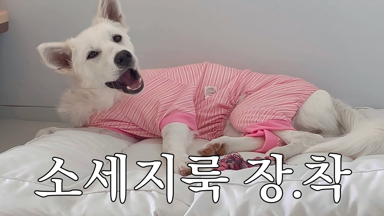 분홍소세지룩이 찰떡인 강아지 [엘리 임보 ep.6]