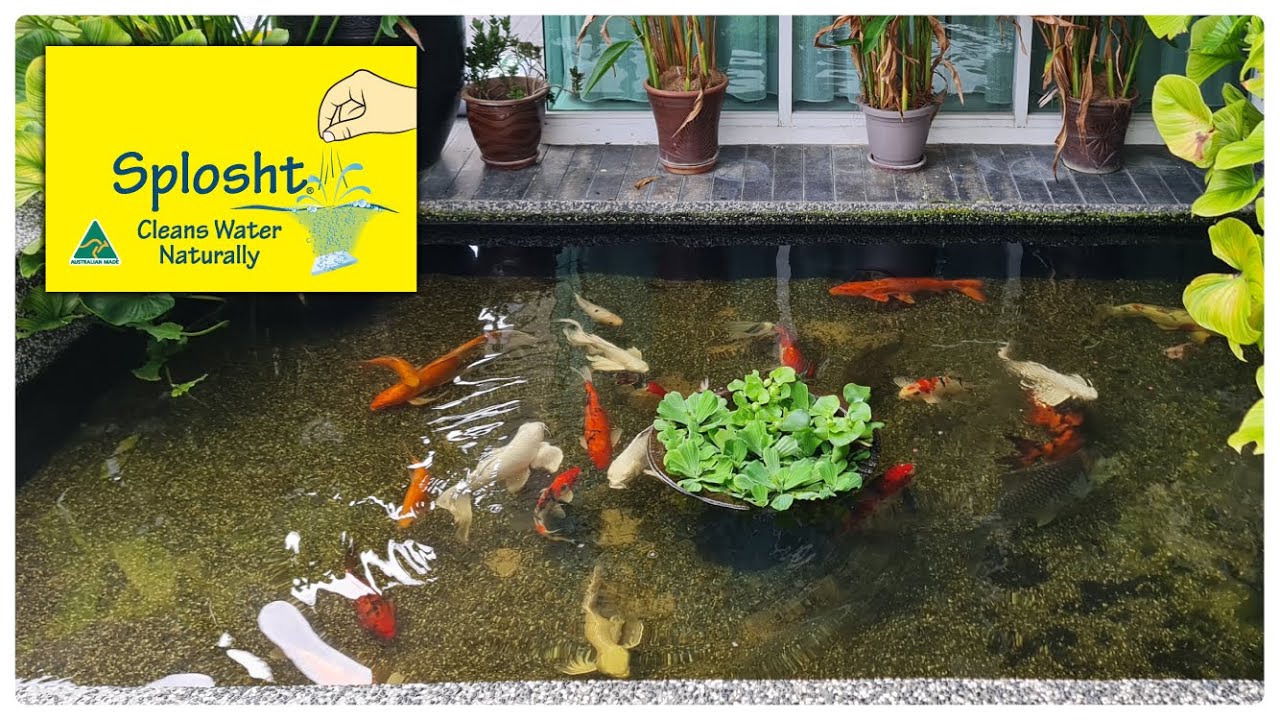Splosht Cleans Water Naturally