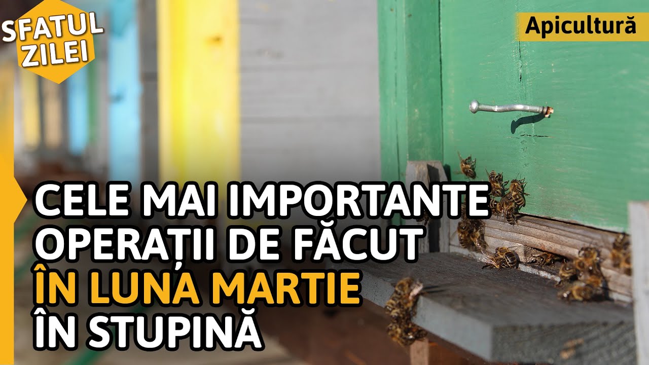 CELE MAI IMPORTANTE OPERAȚII de făcut în luna martie în stupină [Sfatul zilei]