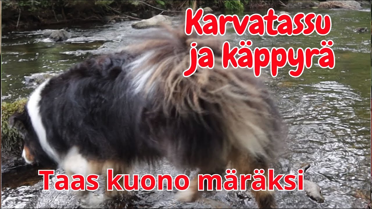 Taas kuono märäksi