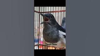 Suara panggilan KACER BETINA #kacerbahan #kacergacor #kacermania #kacerbetina