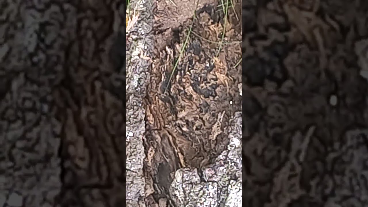 A black-eyed bearlet bites its paw with a white tooth over a brown-eyed bear peeking out of its den.