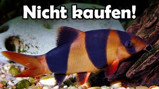 5 Fische, die Du nicht kaufen solltest (109) screenshot 4