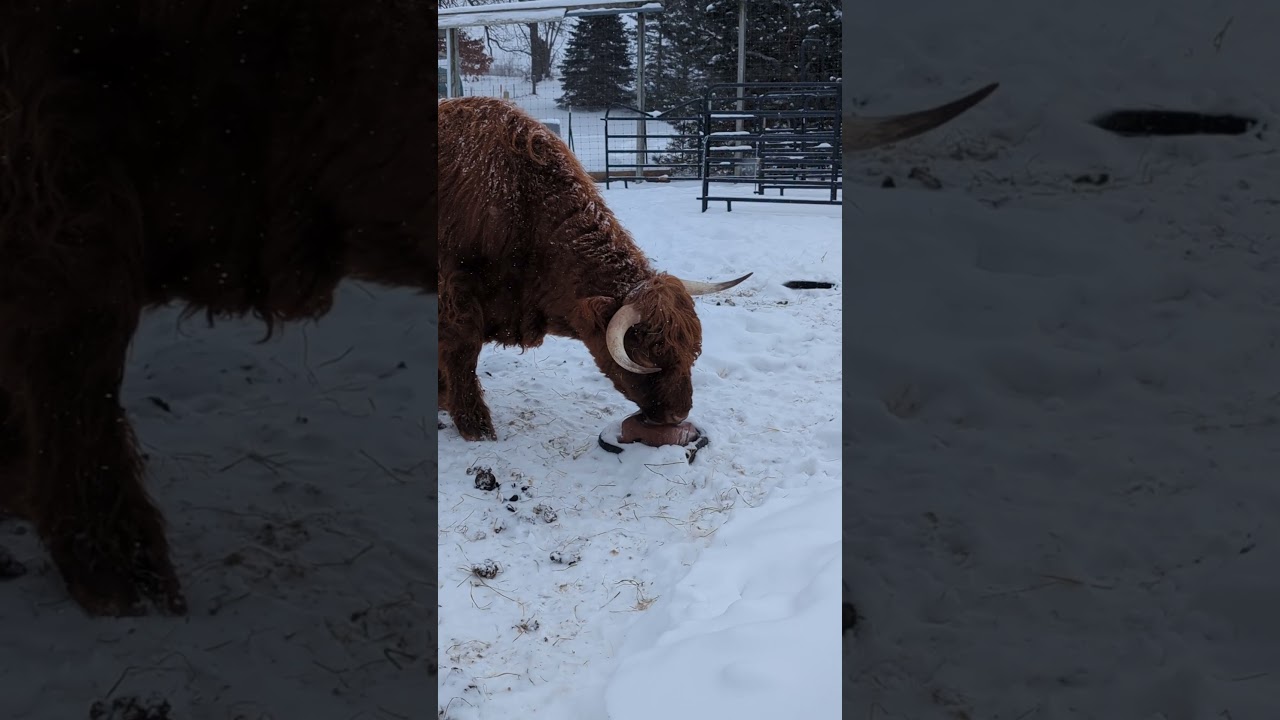 Houdini and his Mineral block. #highlandcattle #cow #farmanimals #farmlife