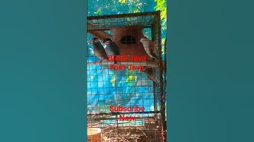 Black java & Font java#rajbir