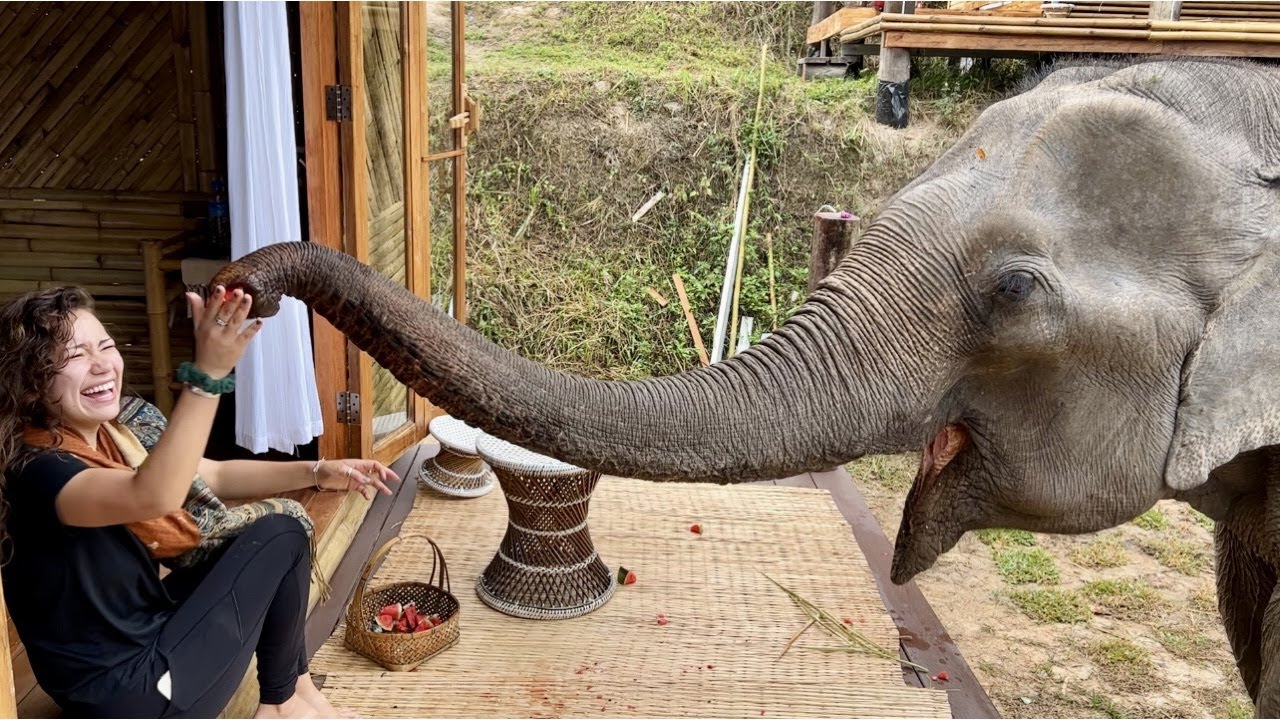 WE HAD BREAKFAST WITH AN ELEPHANT