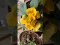 Spring flowers blooming
