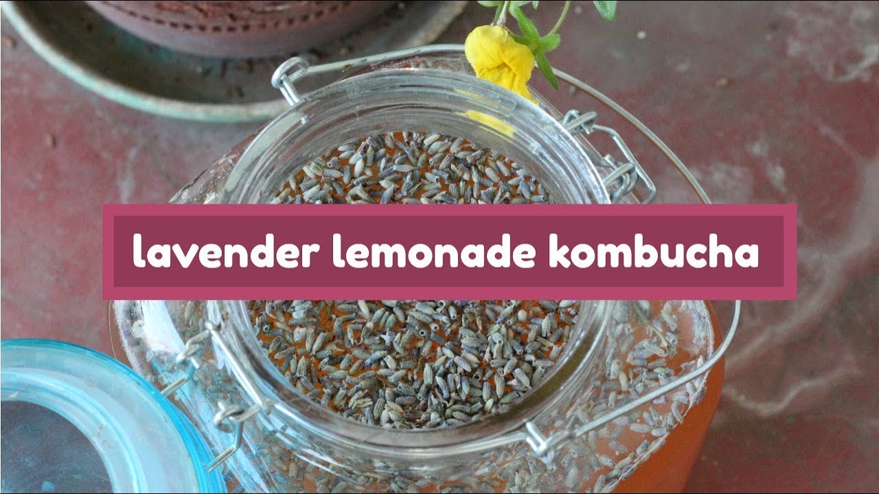 Lavender Lemonade Kombucha YouTube