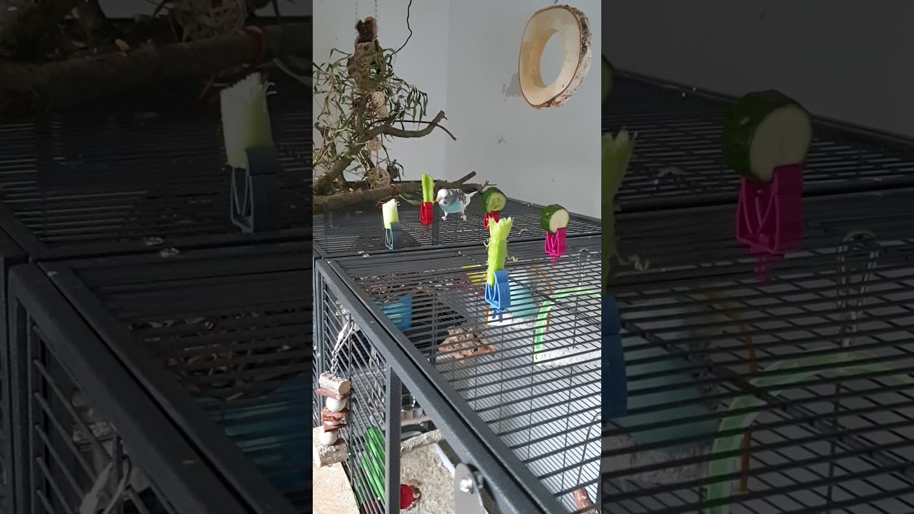 Frischfutter und seine Auswirkungen 🤦‍♀️🙈