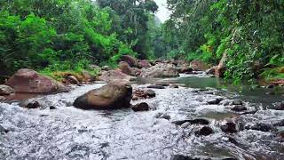 Calming Forest Stream Sounds with Flowing Water Over Rocks Views - Gentle River Sounds for Sleep