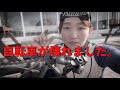 乗れなくなりました(泣)ロードバイク女子ゆみやみのゆるぽたサイクリング!チタイチ、日間賀島、篠島巡り。