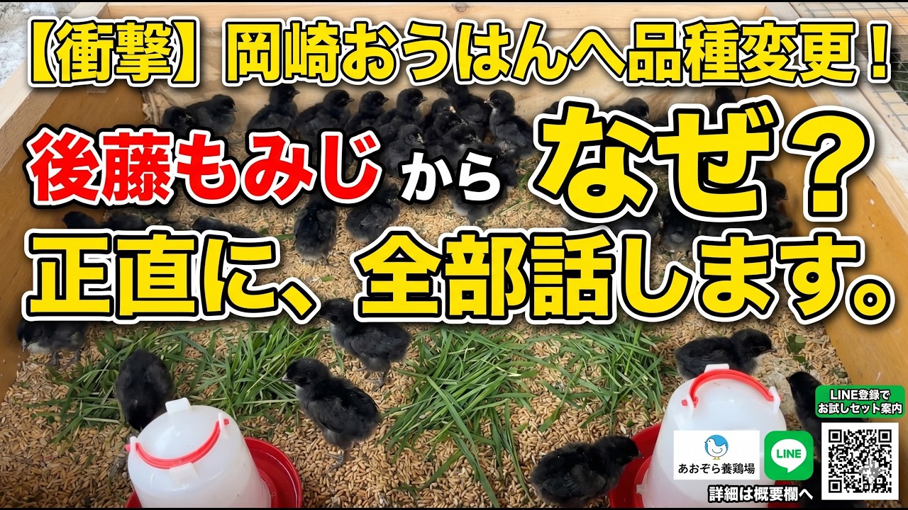 Report] On April 25th, 120 Okazaki Ohan chicks arrived. I will