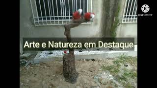 Plantando No Vaso O Cacto De Mandacaru