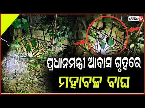 ଠାକୁରମୁଣ୍ଡାରେ ପ୍ରଧାନମନ୍ତ୍ରୀ ଆବାସ ଗୃହରେ ମହାବଳ ବାଘ ଆତଙ୍କ,ଗ୍ରାମବାସୀ ଭୟଭୀତ!tiger attack,mayurabhanj