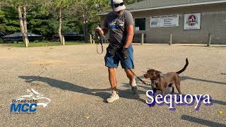 MCC Dog Obedience Bootcamp Update Video (08-03-2026)