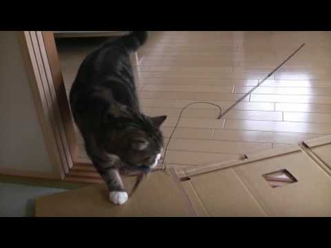 猫藓 鳴くねこ３。-meow meow Maru3.-