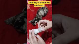 @mypetfamily50#animalrescu#animal shots#catvideos# #youtubetrending #