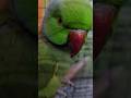 #parrot #love #youtubeshorts .