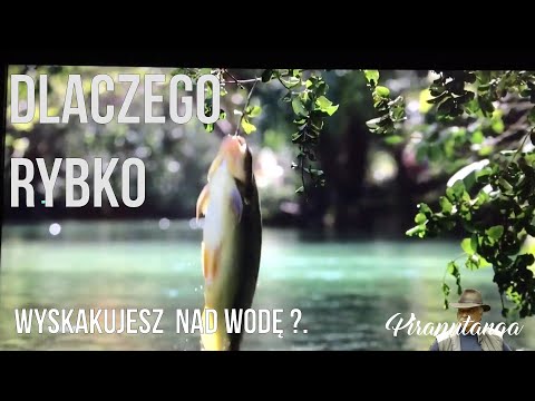 Wideo: Makropod: Miejsce Narodzin Ryby, Zdjęcie, Opis