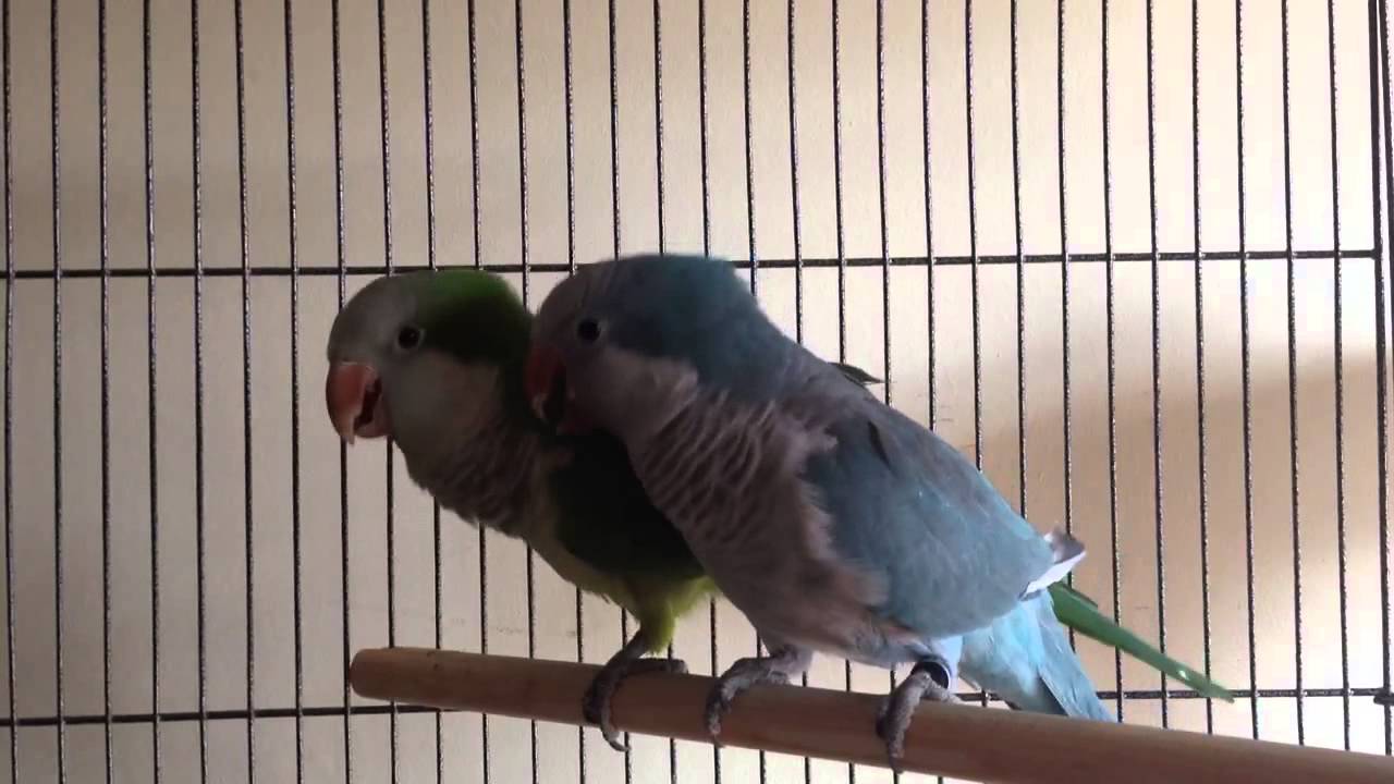 Noisy Quakers YouTube