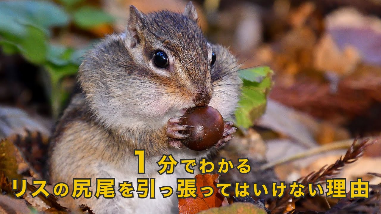 1分でわかるりすの尻尾を引っ張ってはいけない理由 Youtube