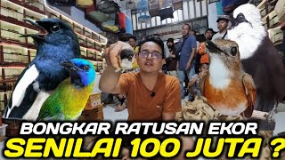BONGKAR RATUSAN KACER, SRDC BALI, CUCAK KINOY, POKSAY JAMBUL, CUCAK IJO, DLL DIKIOS ALHAMDULILLAH