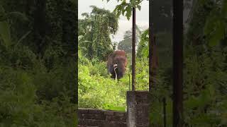 Deepor beel Elephant 🐘🦣