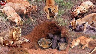 Lion Attacks Warthog in Cave