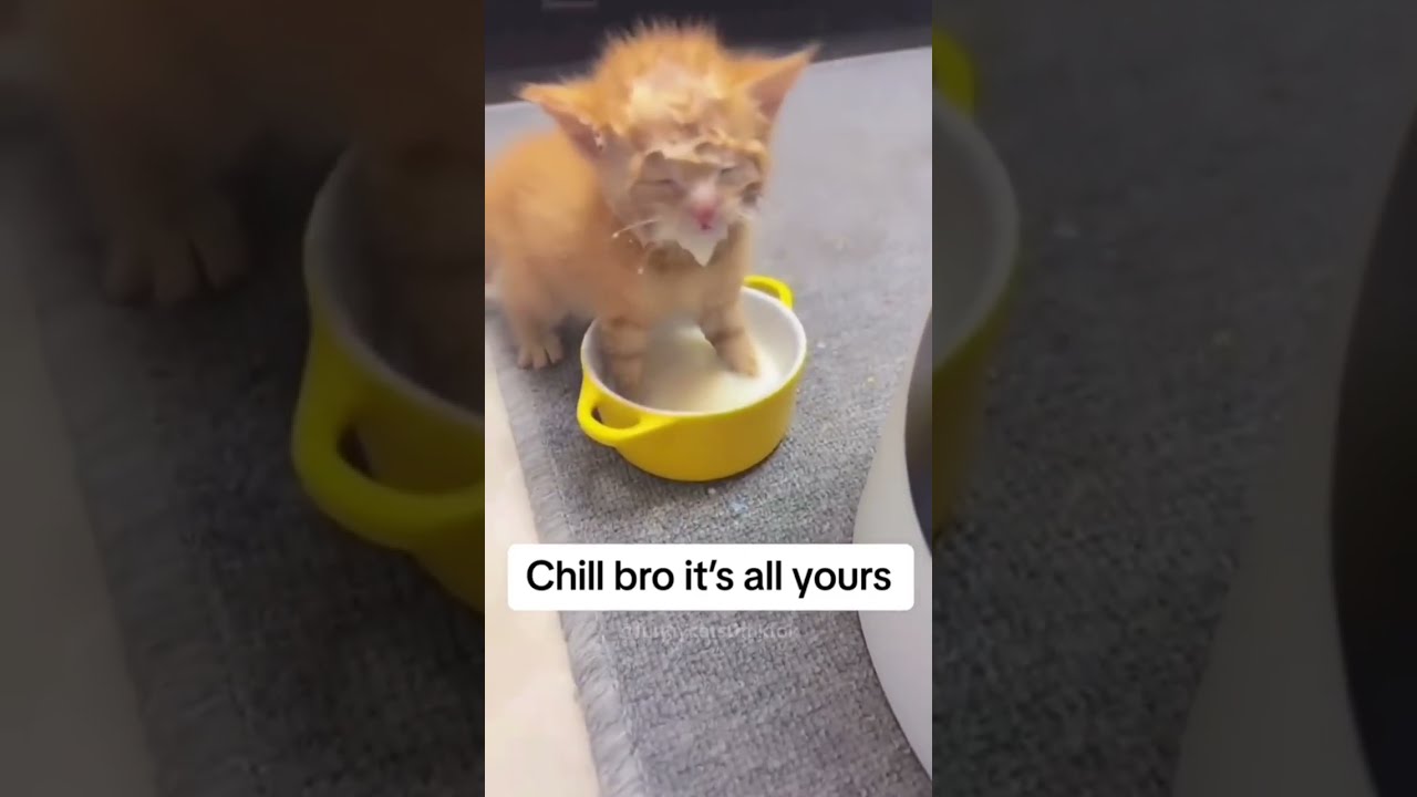  Funny Orange Cat Behavior
