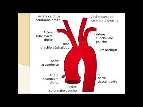 Vidéo: Aorte Thoracique - Branches, Structure, Maladies