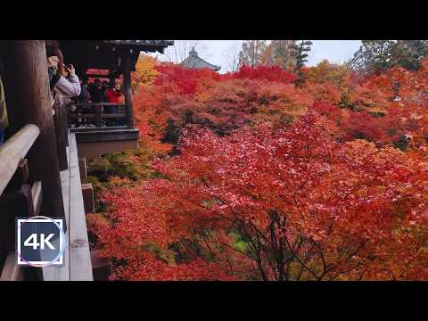 🇯🇵 Traveling in Kyoto with DJI Osmo Pocket 3 | #01 Tofukuji Temple, the peak of autumn leaves 🍁