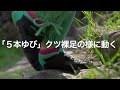 【５本ゆびクツ】足育 ＆ 足ケアに最適なクツ【たび型のクツ】ヴィブラムファイブフィンガーズ＆YUBISUKEゆび助