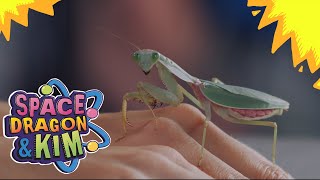 Praying Mantises! - Educational Video For Kids! | Space Dragon & Kim